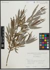 Foto von Salix viminalis L.